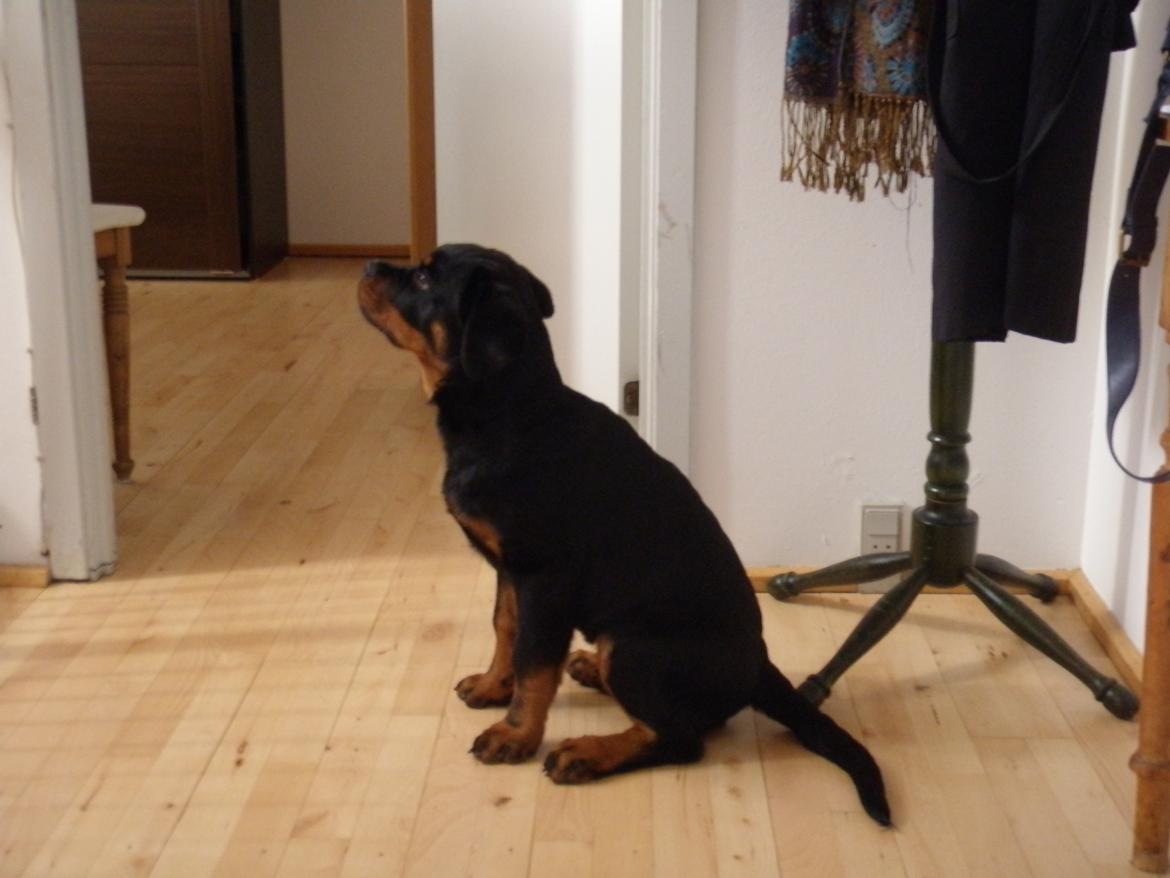 Rottweiler Karma aka Aura Stensby billede 5