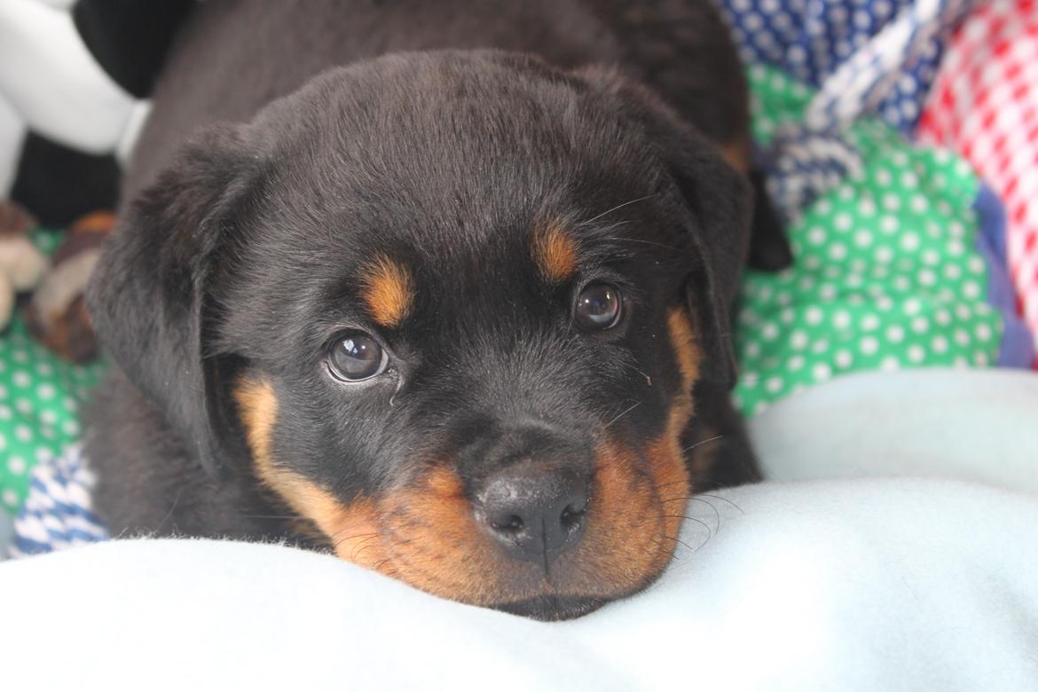Rottweiler Karma aka Aura Stensby billede 6