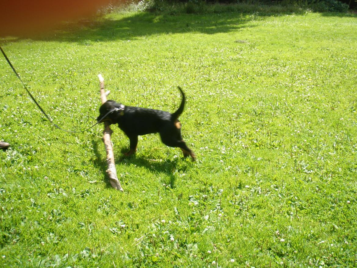 Rottweiler Karma aka Aura Stensby billede 7