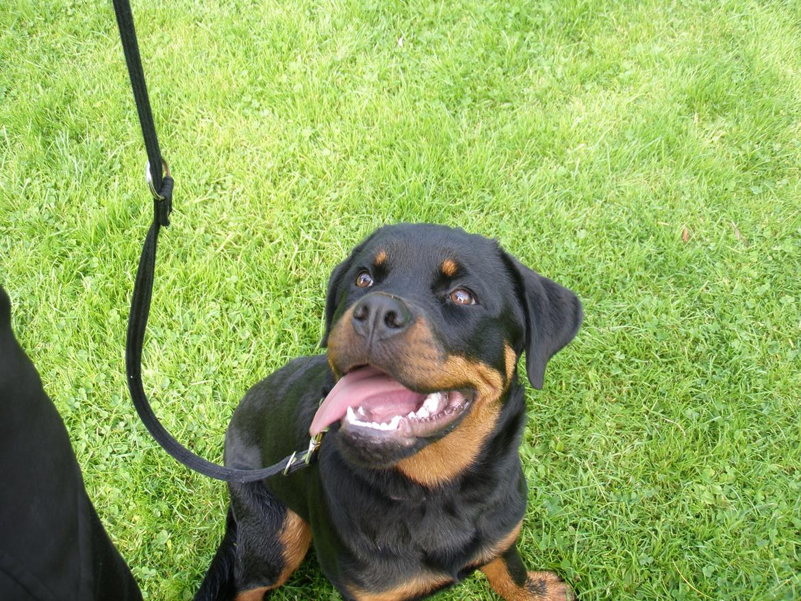 Rottweiler Karma aka Aura Stensby billede 8