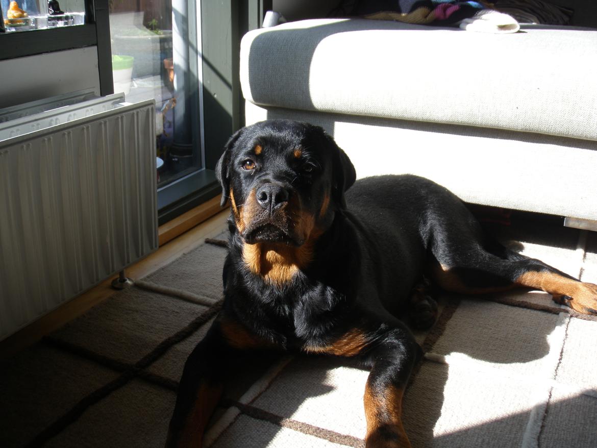 Rottweiler Karma aka Aura Stensby billede 9