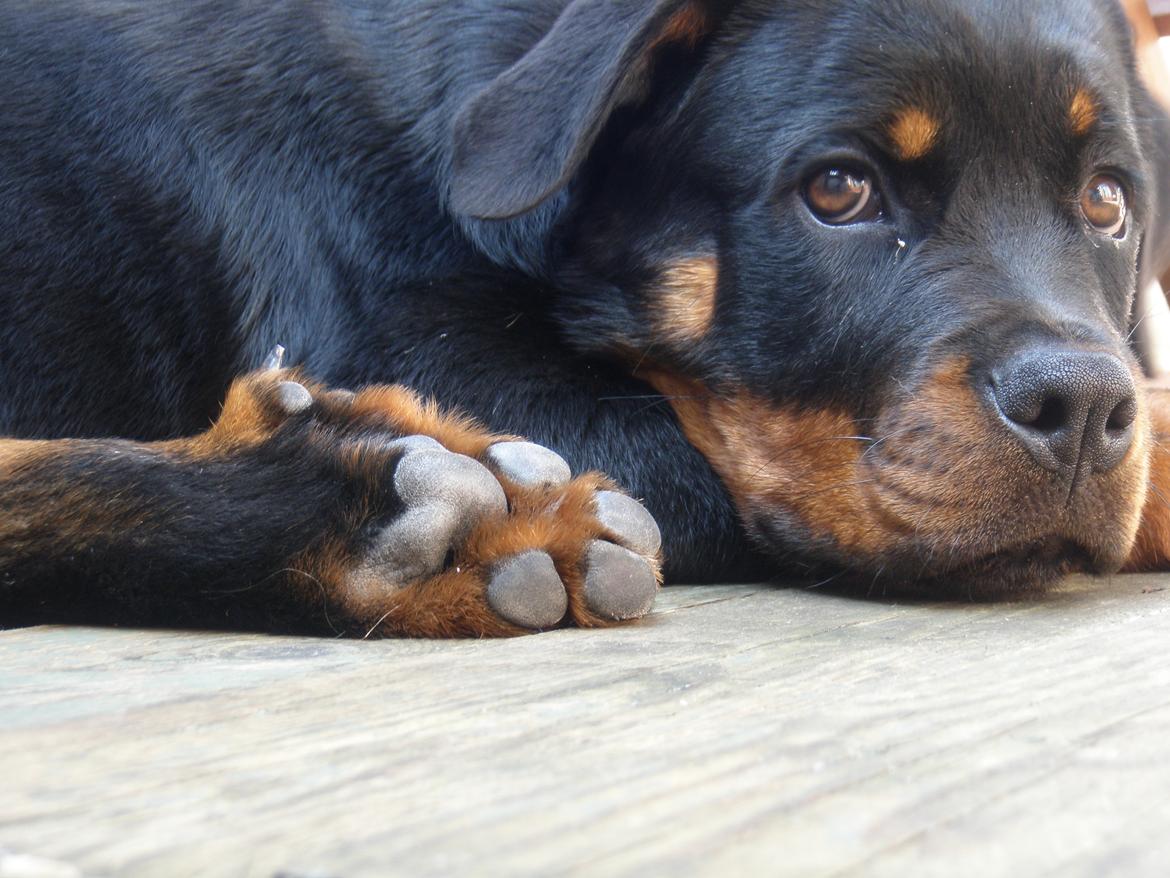 Rottweiler Karma aka Aura Stensby billede 10