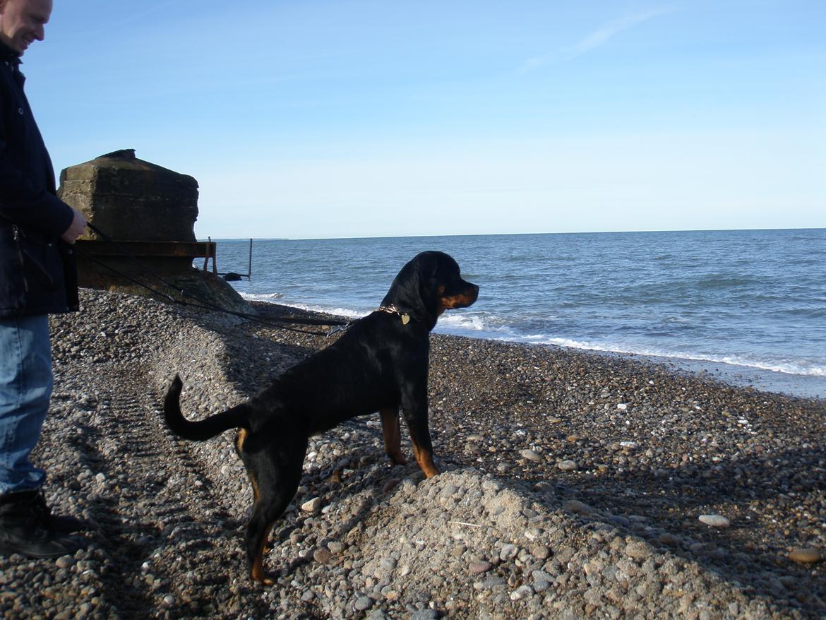 Rottweiler Karma aka Aura Stensby billede 11