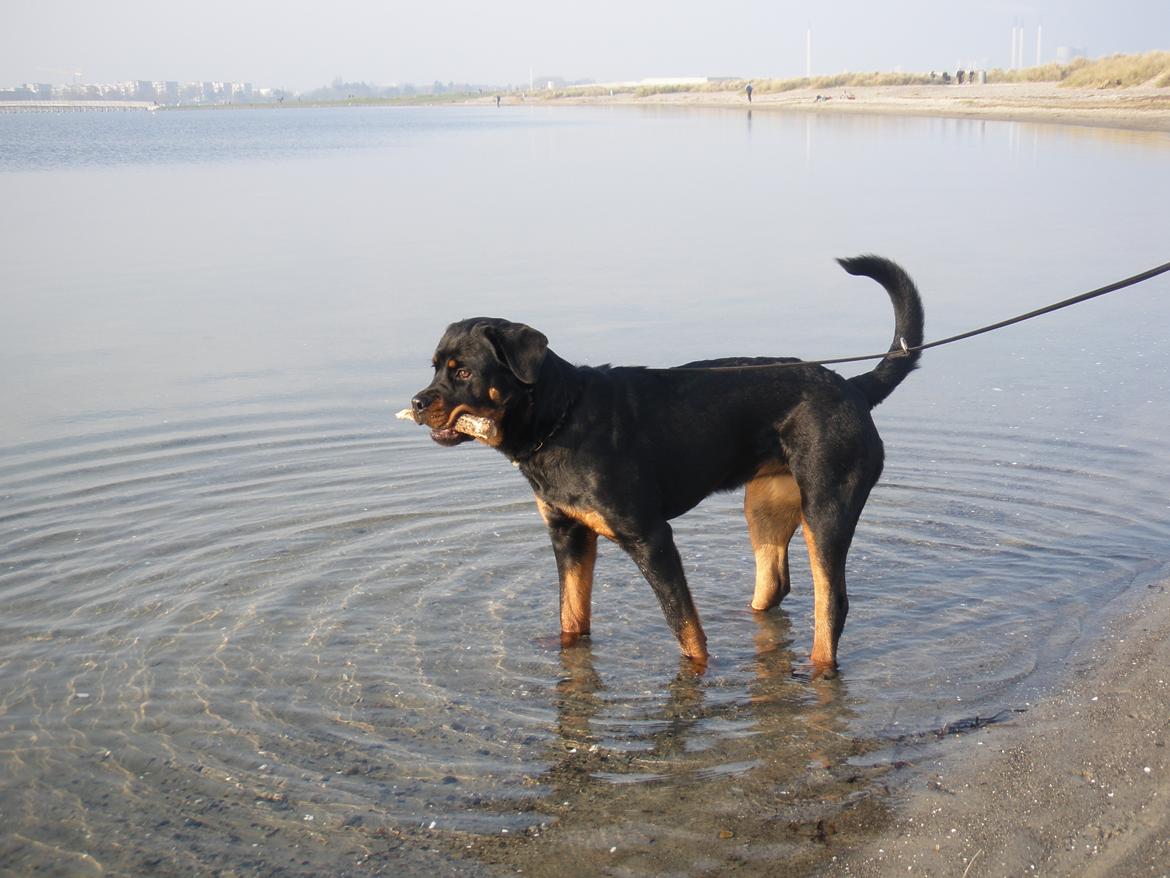 Rottweiler Karma aka Aura Stensby billede 12