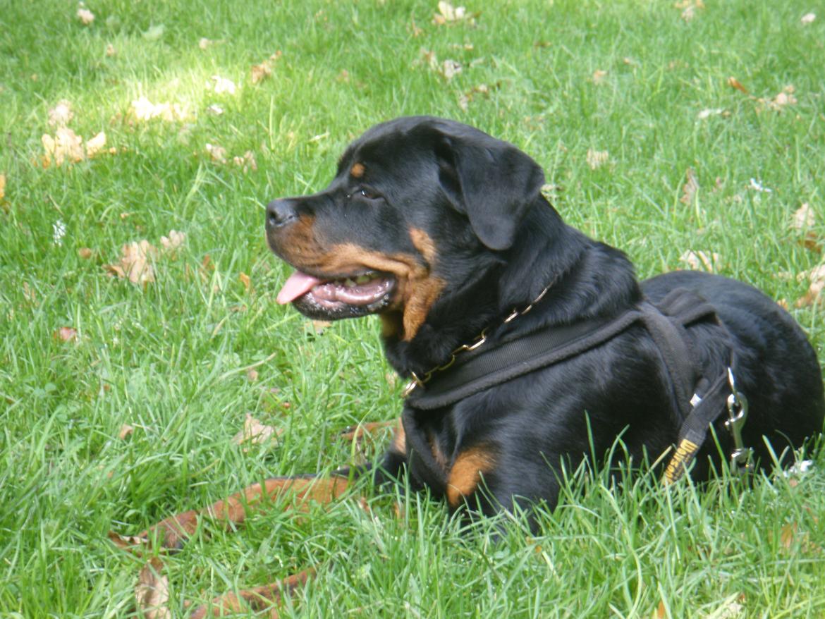 Rottweiler Karma aka Aura Stensby billede 13