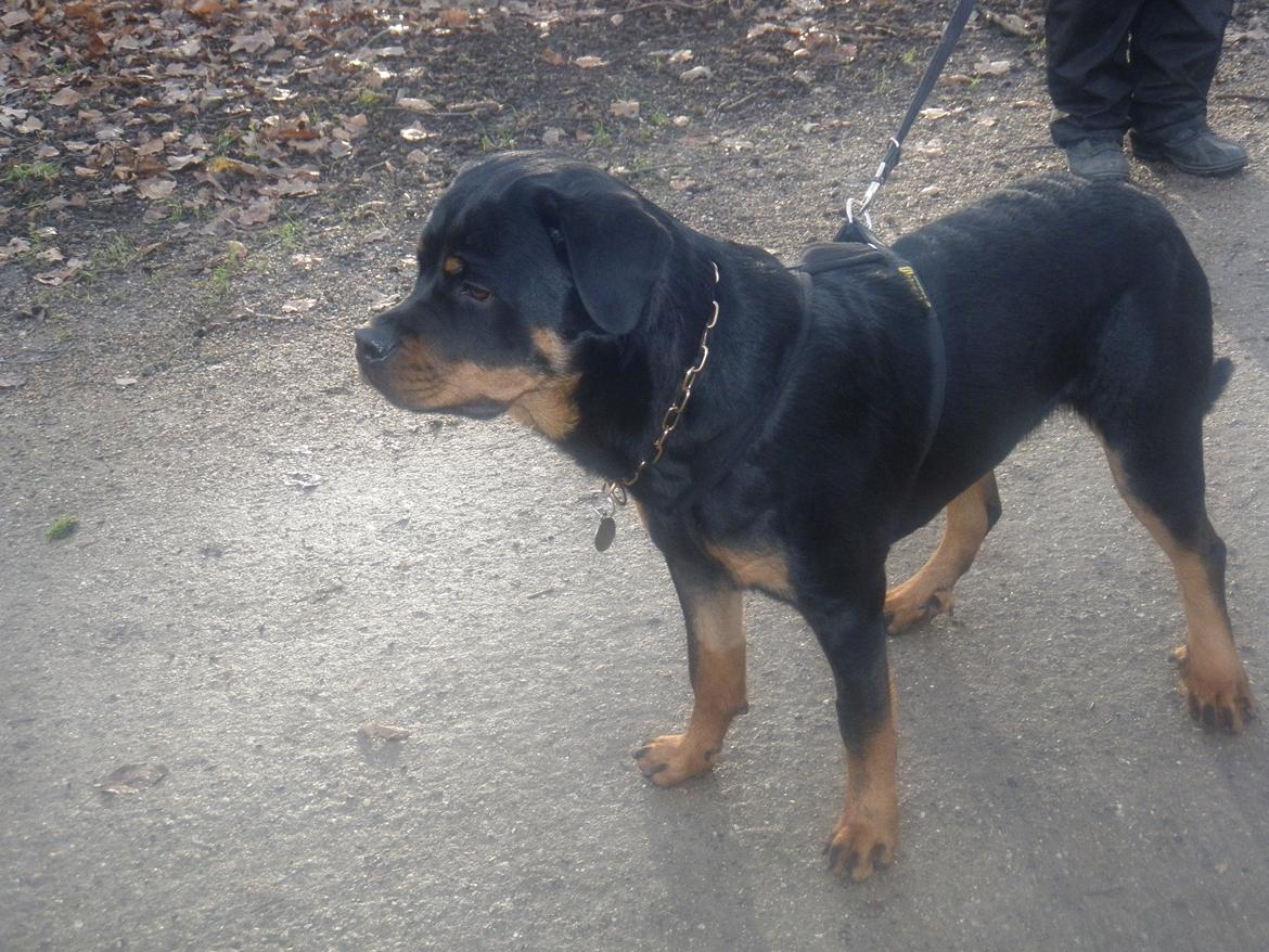 Rottweiler Karma aka Aura Stensby billede 14