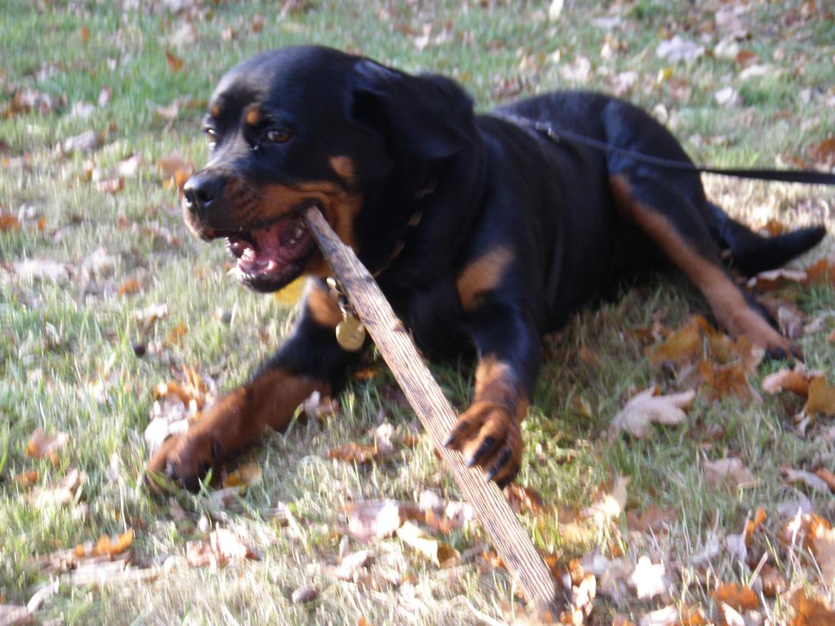 Rottweiler Karma aka Aura Stensby billede 15