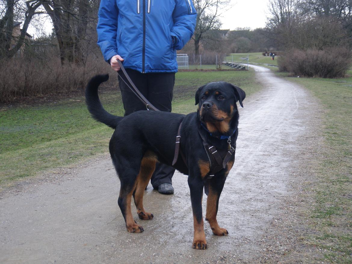 Rottweiler Karma aka Aura Stensby billede 16