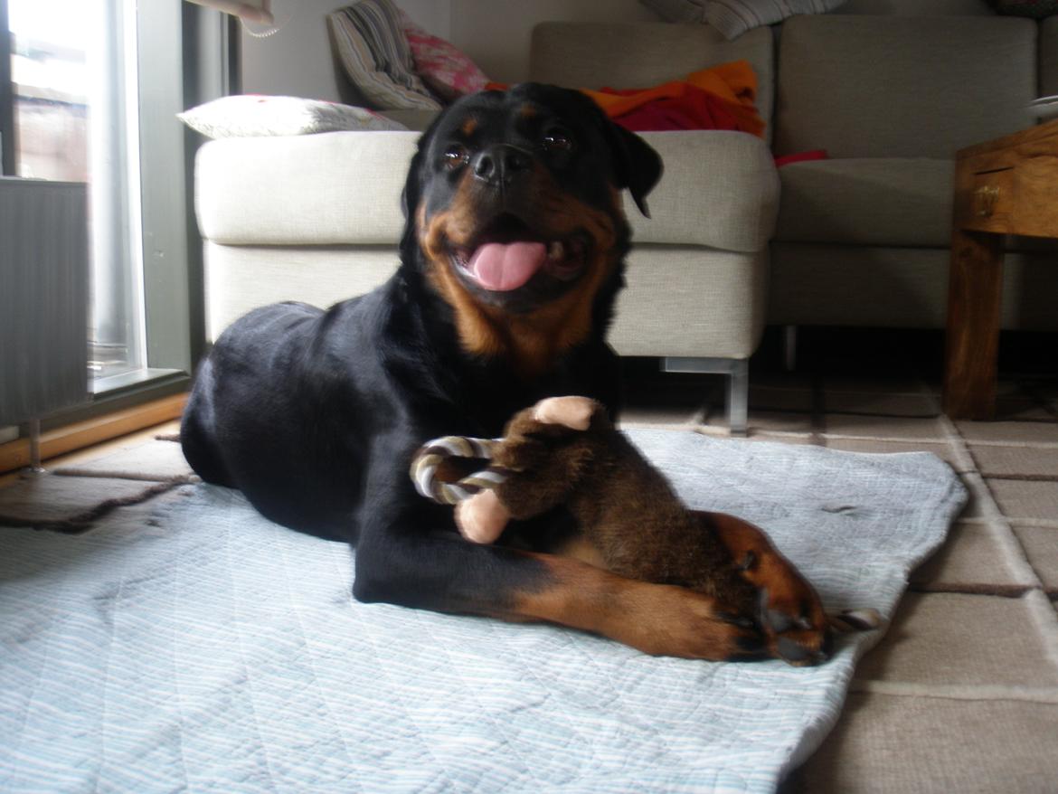Rottweiler Karma aka Aura Stensby billede 17