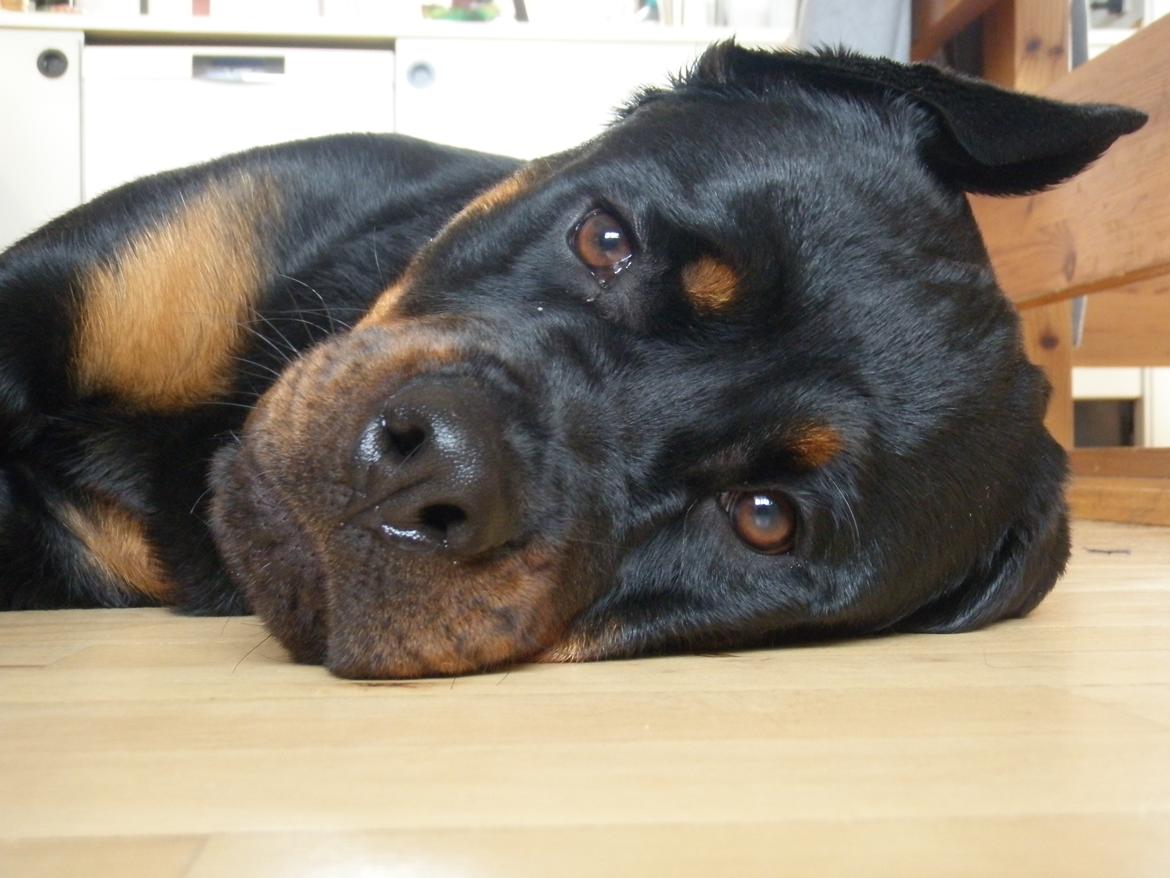 Rottweiler Karma aka Aura Stensby billede 18