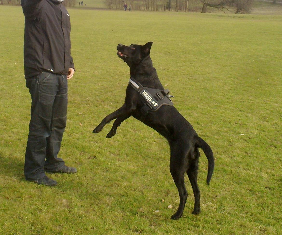 Labrador retriever Sasha - sasha i bernstoffparken, hopper efter pind billede 11