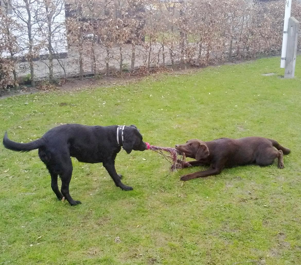 Labrador retriever Sasha - sasha og muffi leger (efter en times leg er det lidt halvhjertet billede 12