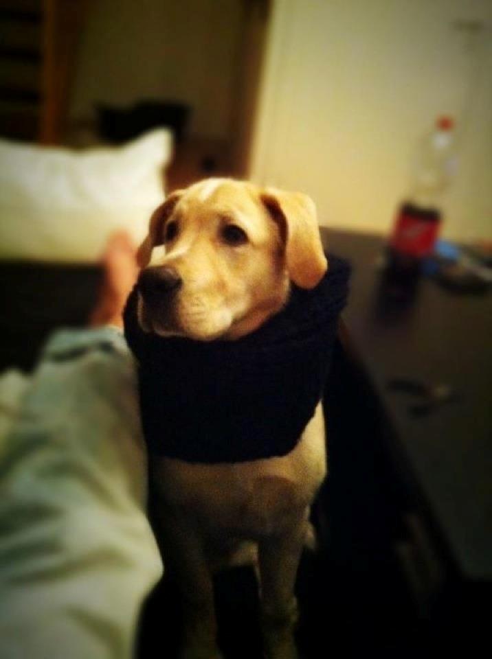 Blanding af racer Balou/Nanoq billede 17