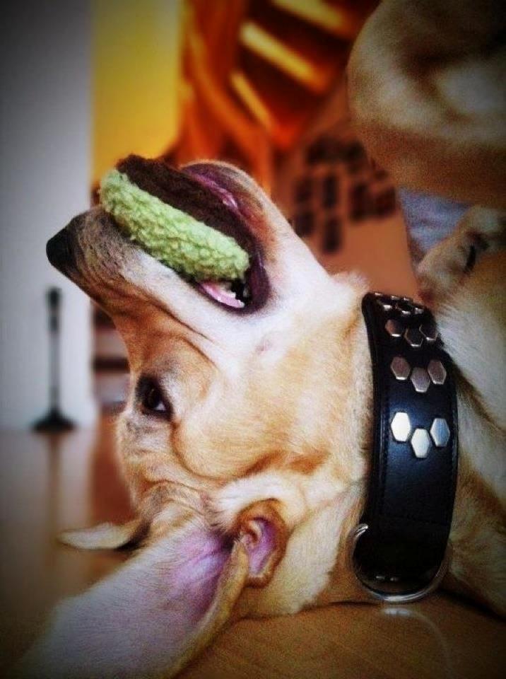 Blanding af racer Balou/Nanoq billede 18