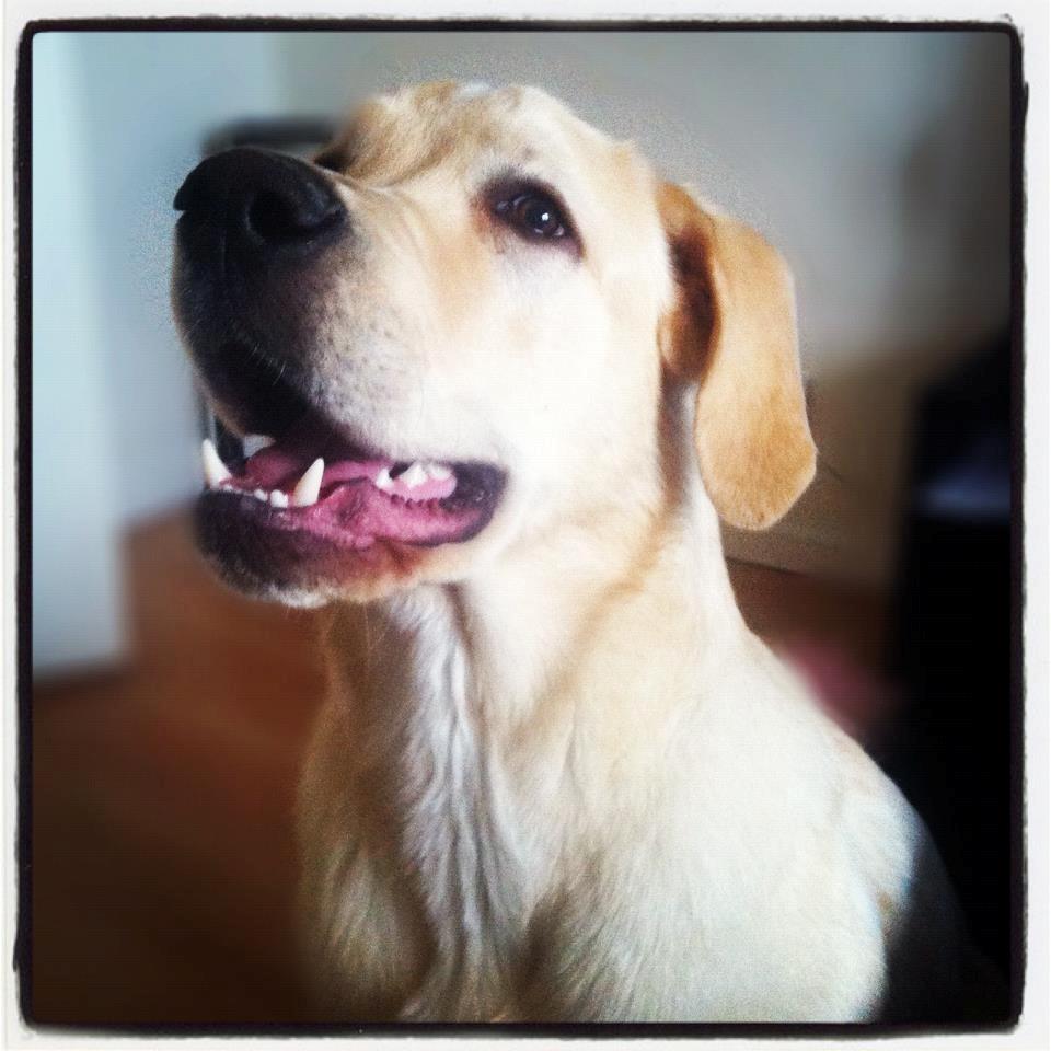 Blanding af racer Balou/Nanoq billede 19