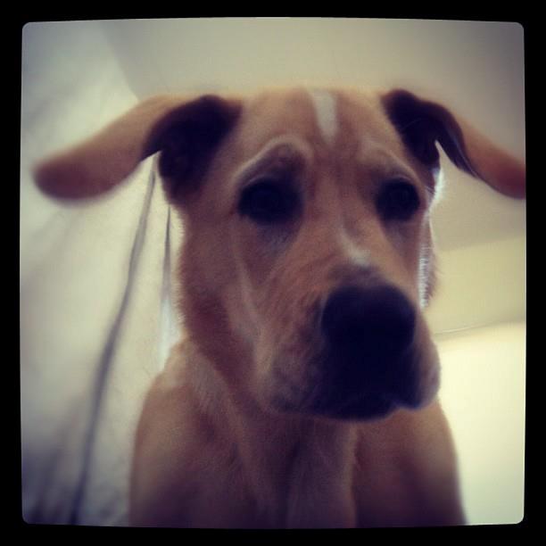 Blanding af racer Balou/Nanoq billede 20