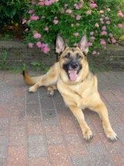 Schæferhund Nikki billede 8