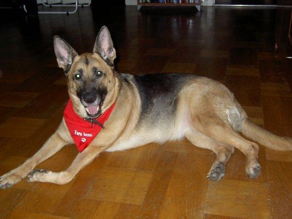 Schæferhund Nikki billede 9