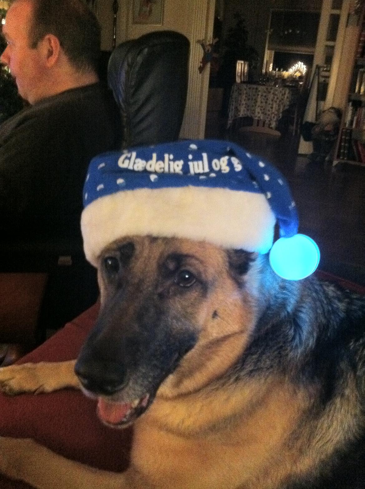 Schæferhund Nikki - Nuuuu det Jul.... billede 10