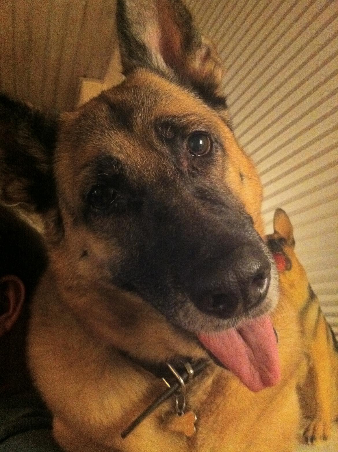 Schæferhund Nikki - Sagde duuu noget ....... billede 11