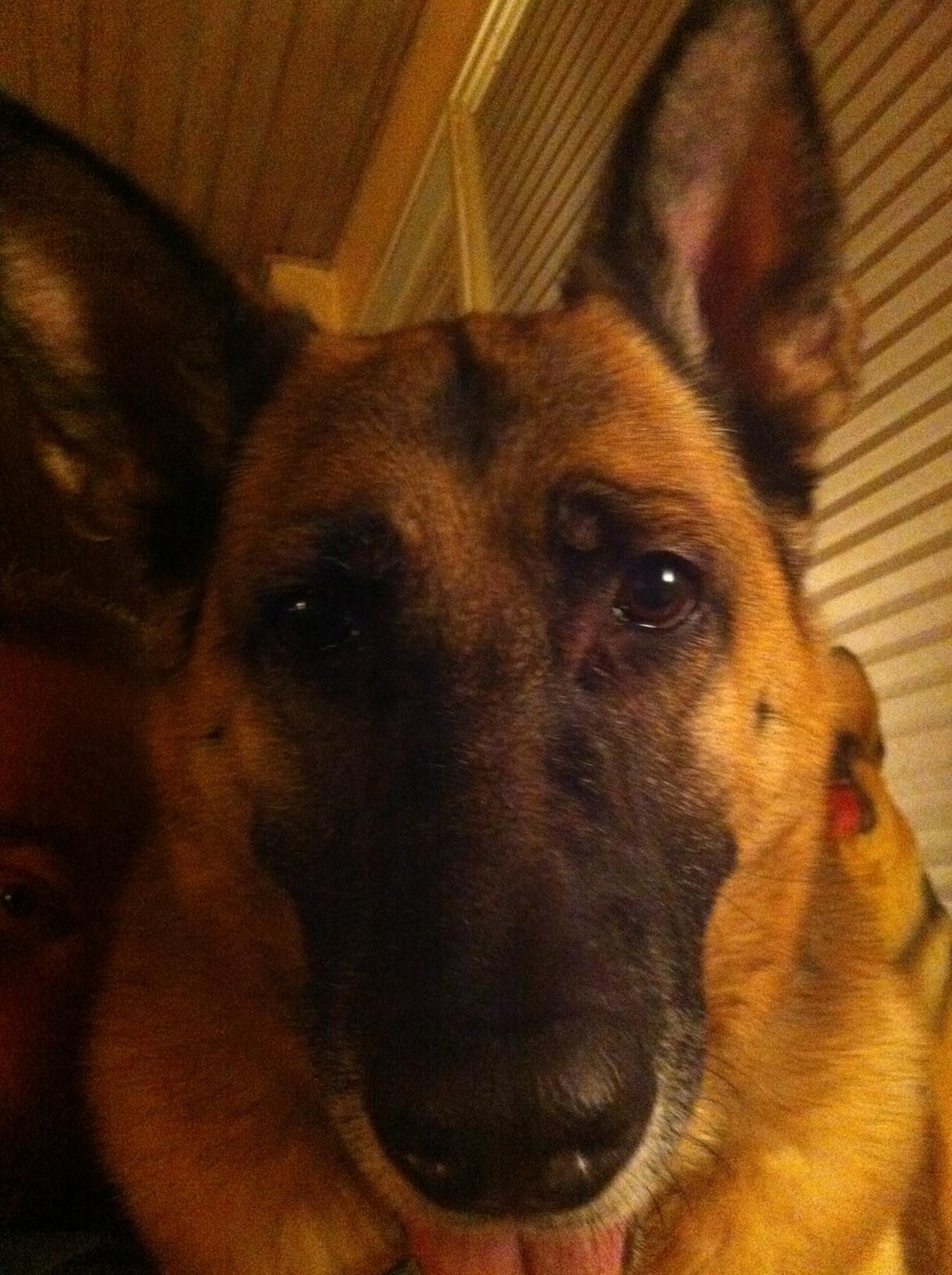 Schæferhund Nikki billede 12