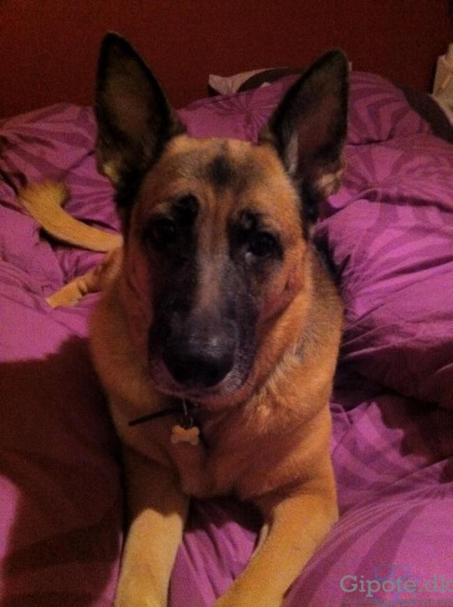 Schæferhund Nikki billede 13