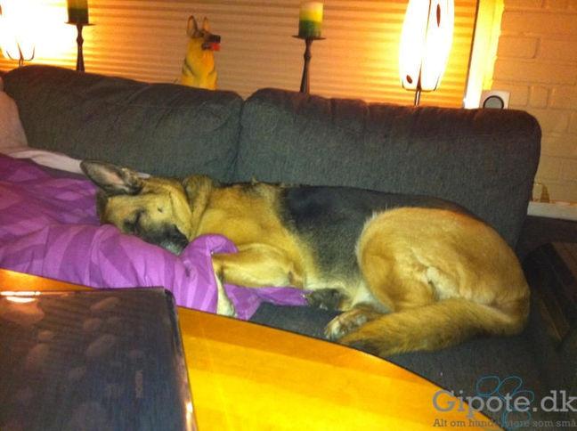 Schæferhund Nikki - ZZzzzzzzZZ.......Jeg sover....stille billede 15
