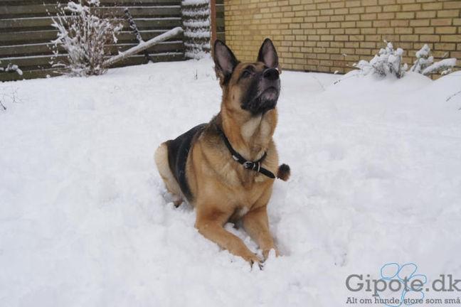 Schæferhund Nikki - Kom nu med noget mere sne..... billede 16