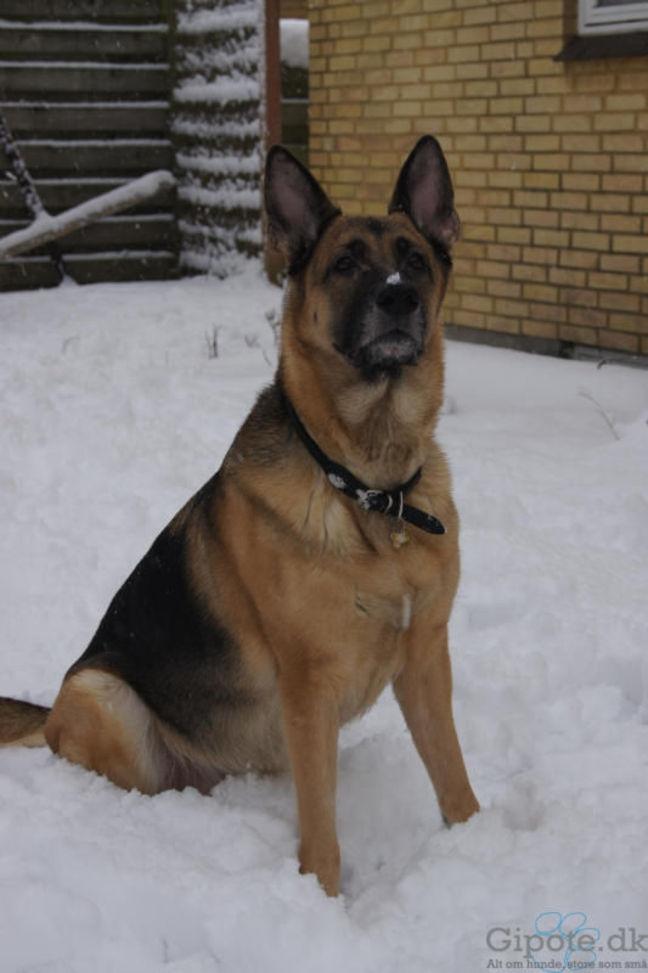 Schæferhund Nikki billede 17