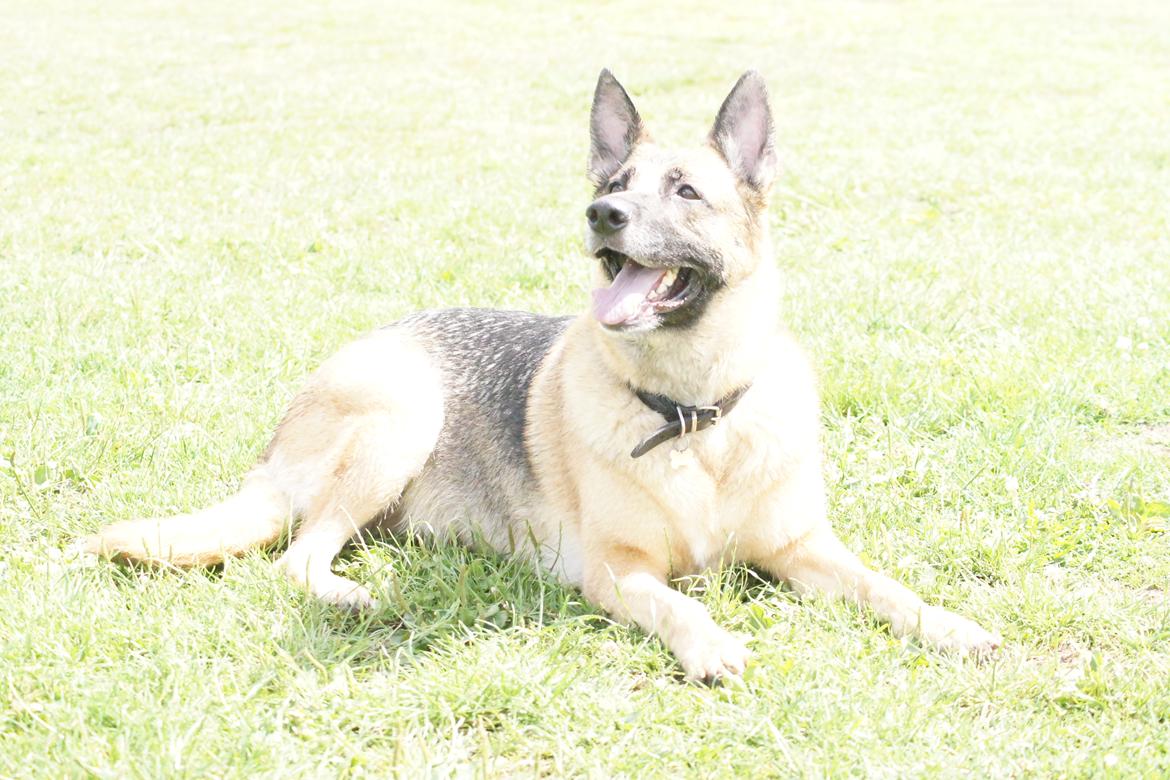 Schæferhund Nikki billede 18