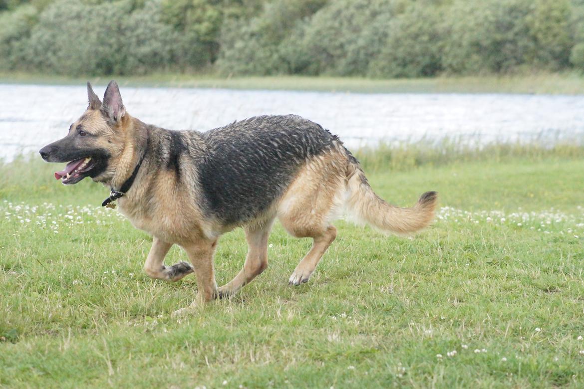 Schæferhund Nikki - Nu kommer jeg.....af banen...
 billede 20