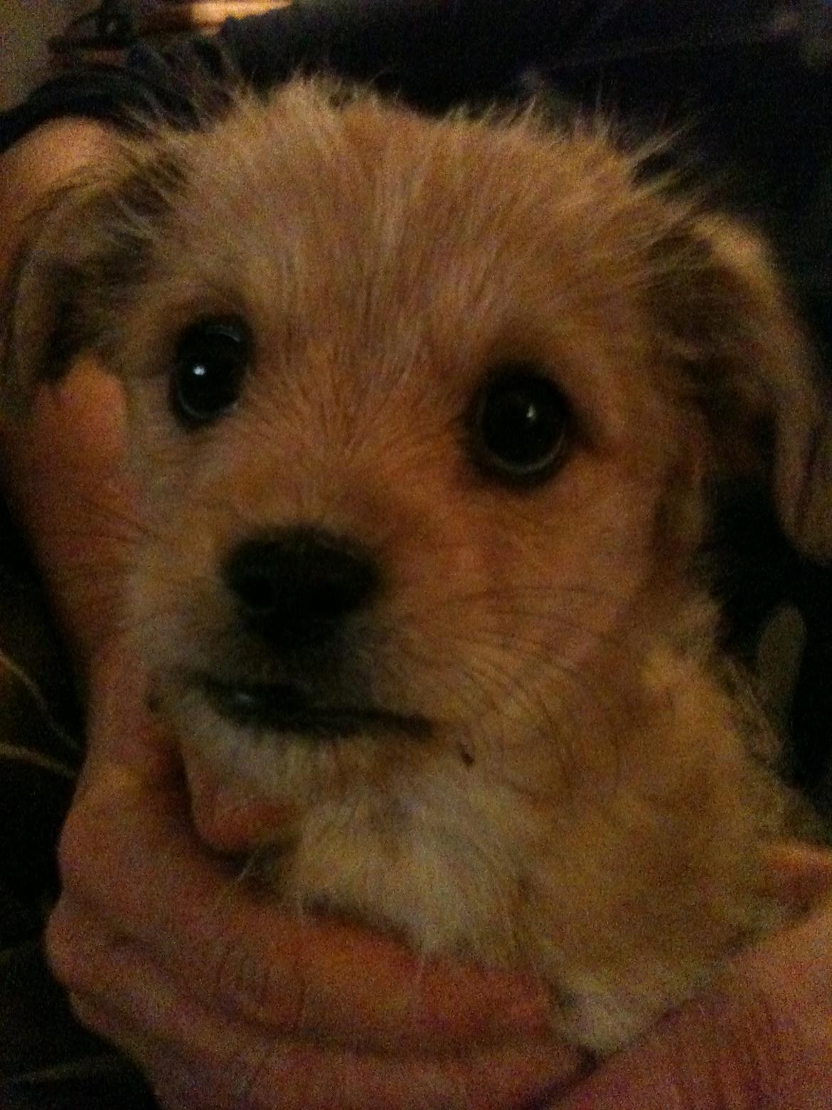Blanding af racer Frida<3 billede 3