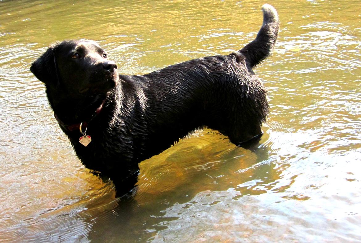 Labrador retriever Luna billede 8