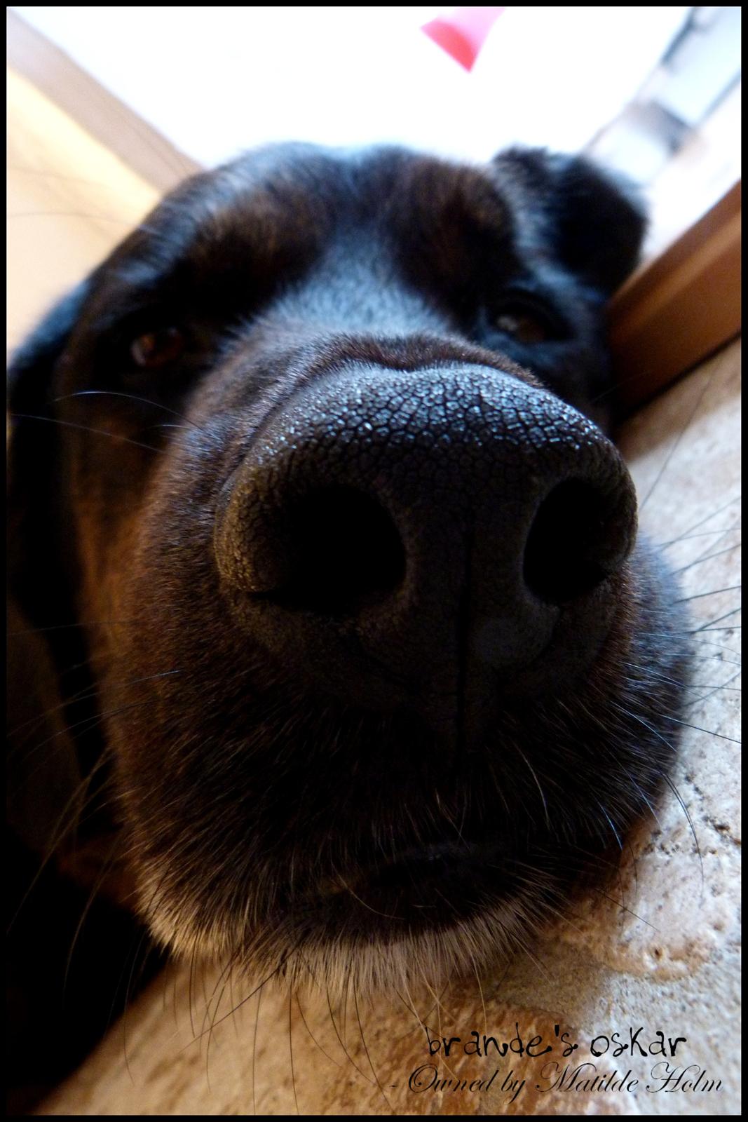 Blanding af racer Oskar R.I.P billede 17