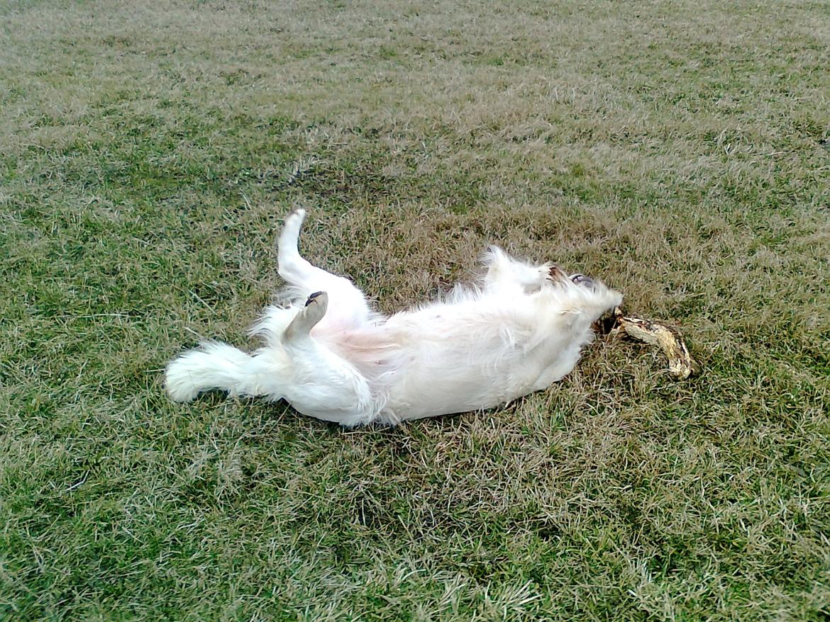 Golden retriever StrawGolden Beatyful Daimi(Luna) - Hun har bare et eller andet med pinde, men som regel skal de leges med på ryggen;) billede 7