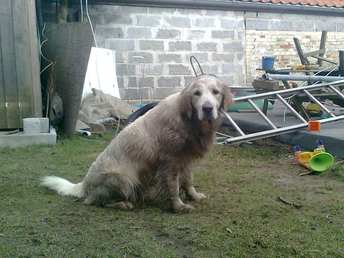 Golden retriever StrawGolden Beatyful Daimi(Luna) - Elsker vand, men hader at blive vasket ;D billede 8