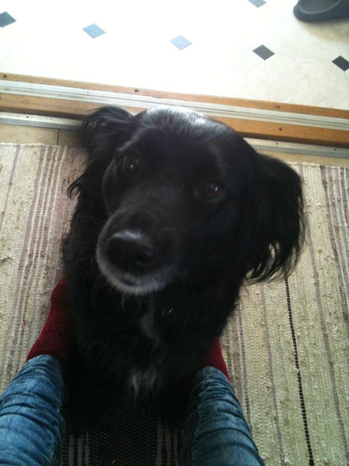 Blanding af racer Neja (R.I.P) billede 6