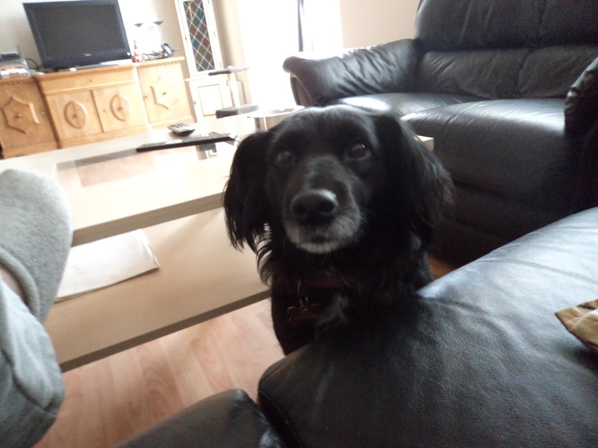 Blanding af racer Neja (R.I.P) billede 7