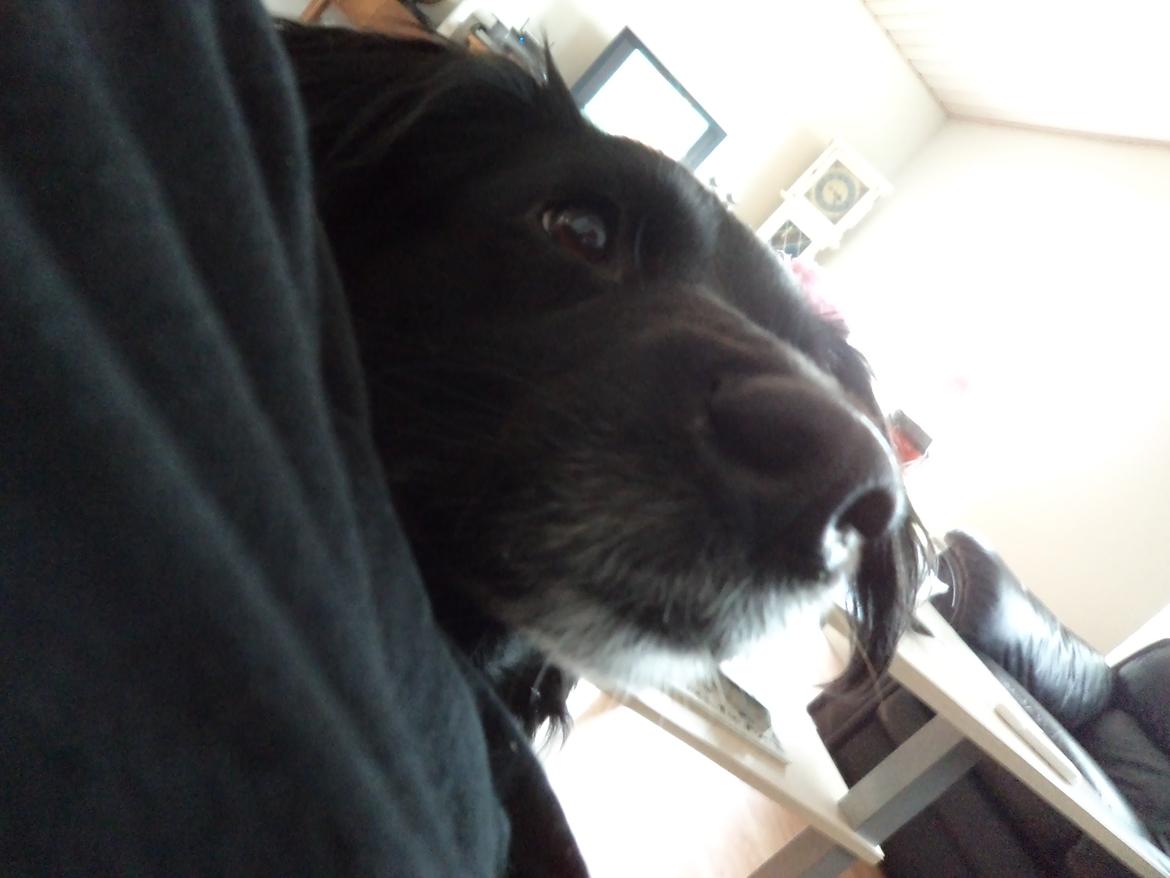 Blanding af racer Neja (R.I.P) billede 5