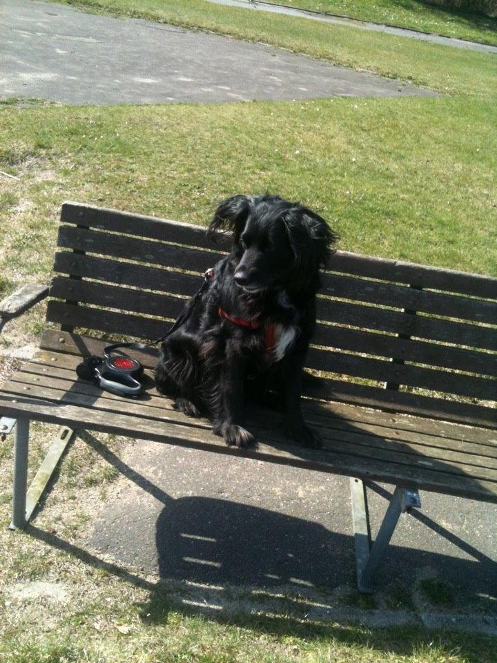 Blanding af racer Neja (R.I.P) billede 8