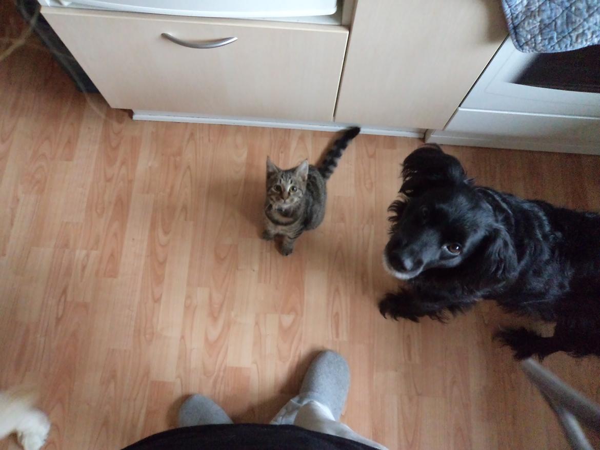 Blanding af racer Neja (R.I.P) billede 9