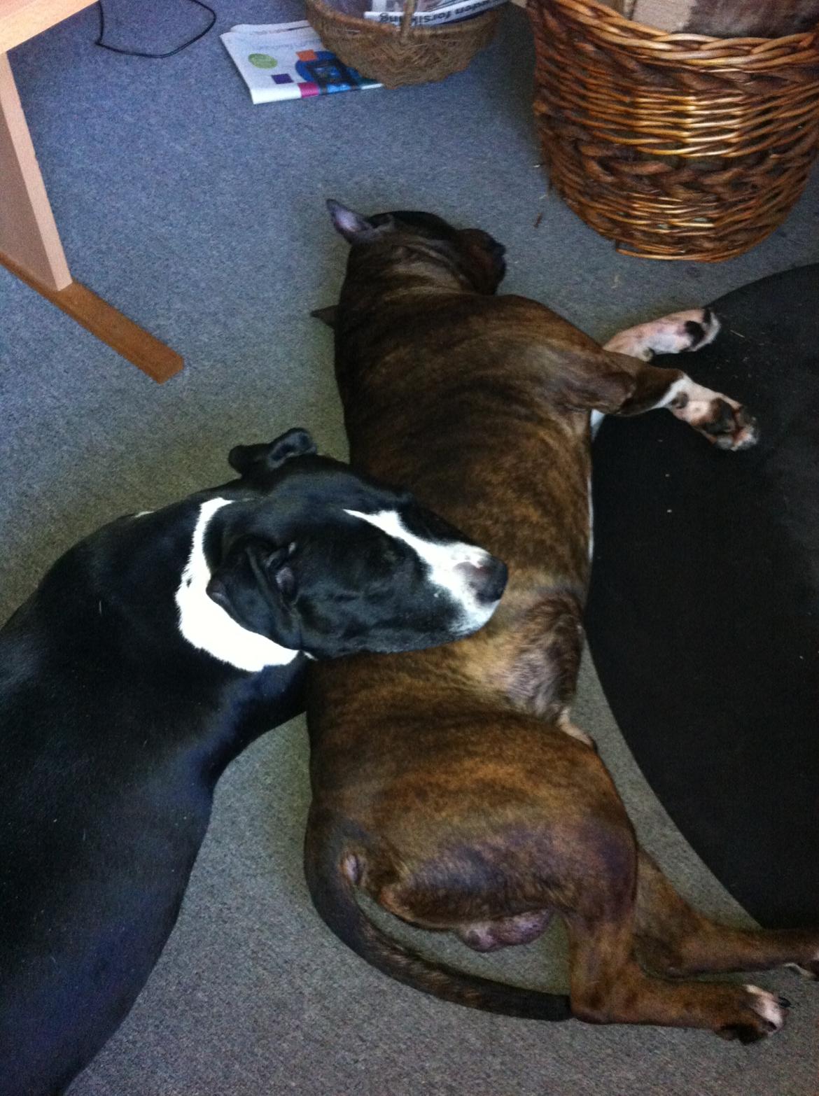 Amerikansk staffordshire terrier miss chicago - passer lige på chesty da han ikke havde det så  godt i  marts månede billede 15