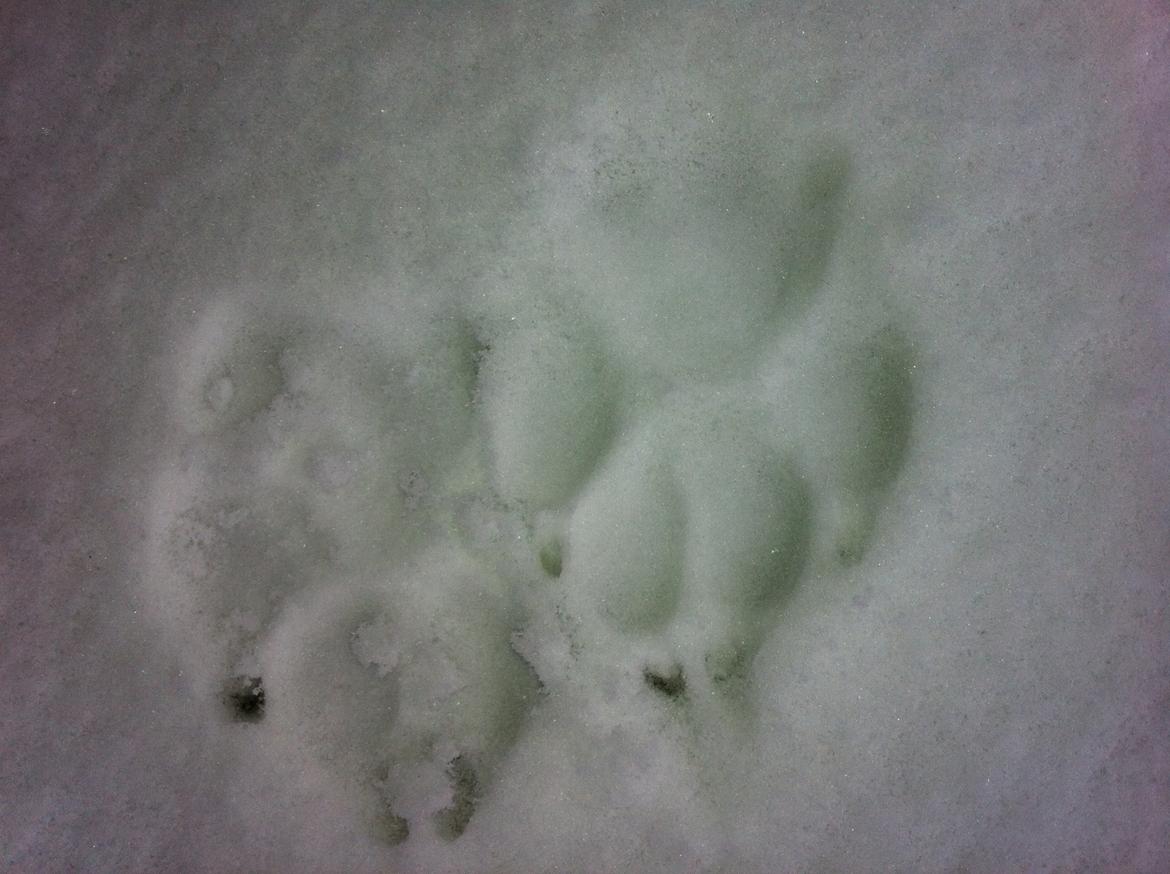 Amerikansk staffordshire terrier miss chicago - lige et billede af min tæves poter i sne 2011  billede 16