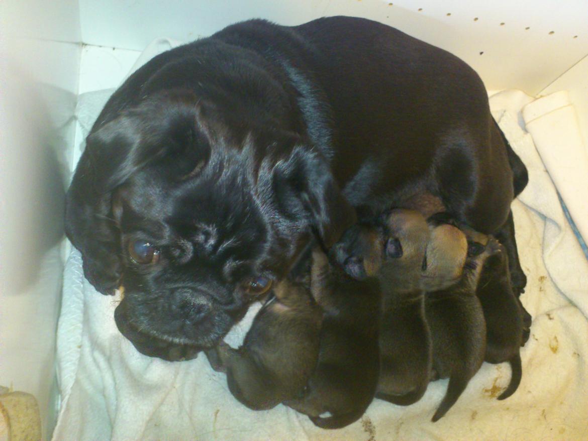 Mops Greenland's Emma billede 10