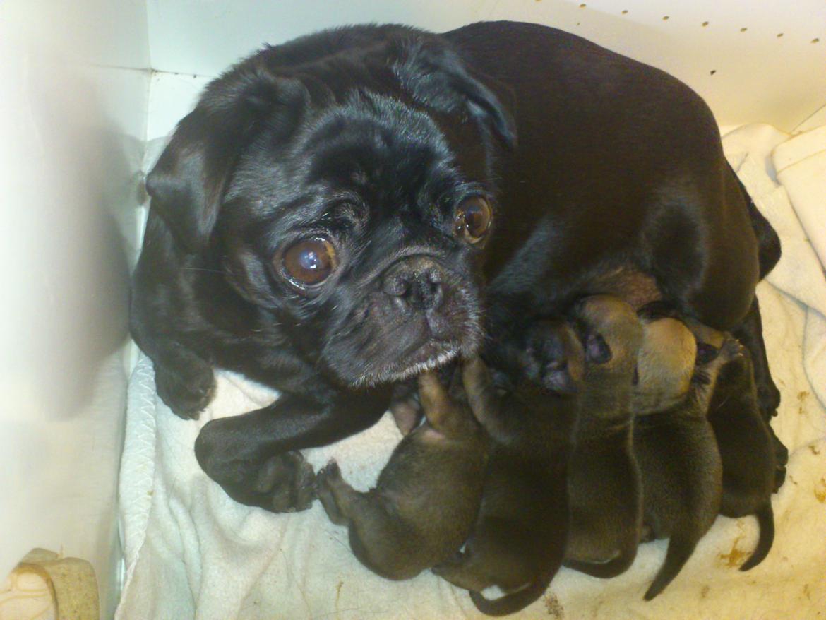 Mops Greenland's Emma billede 11