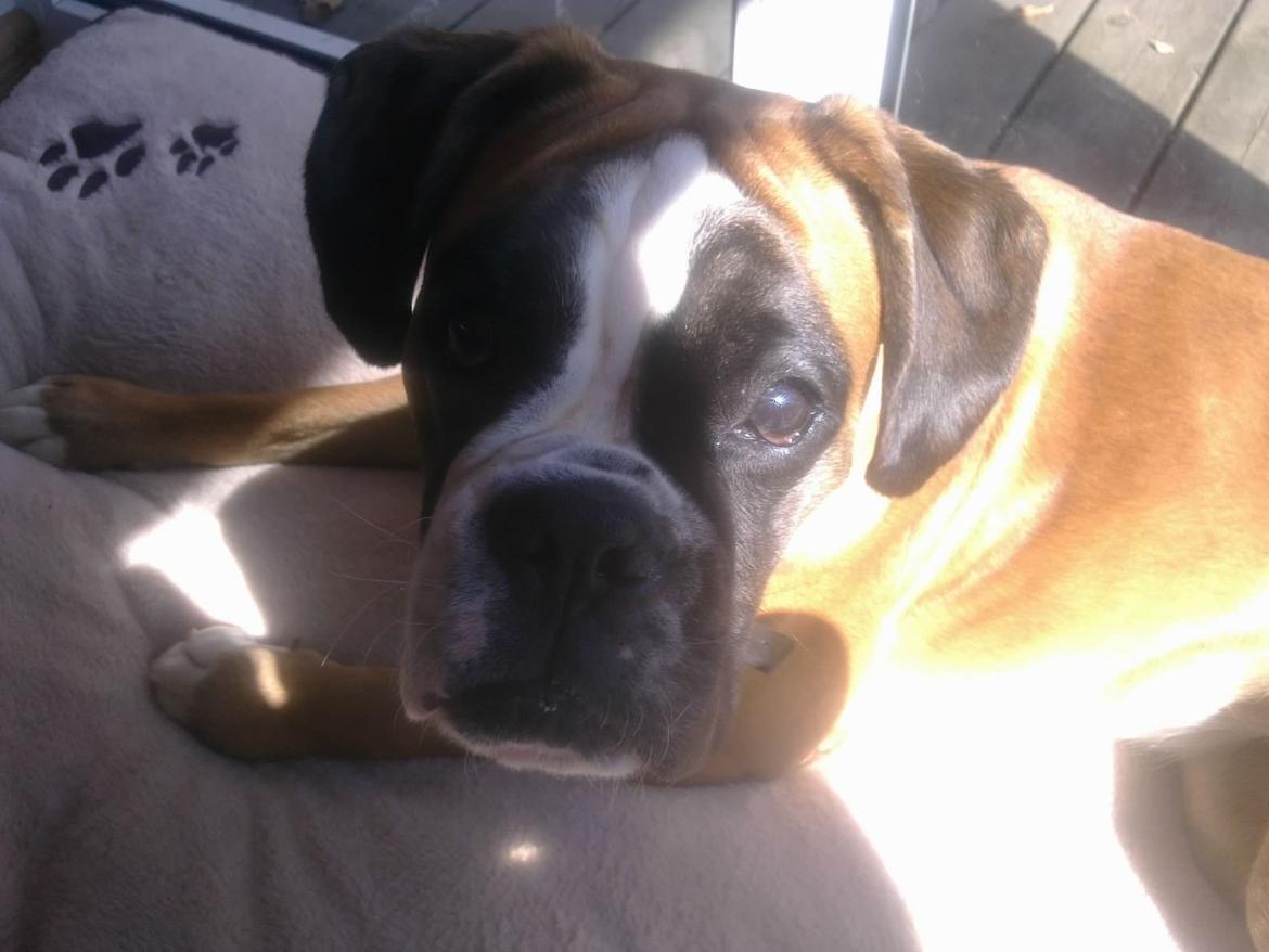 Boxer Boxon Engel (Bessie) billede 4