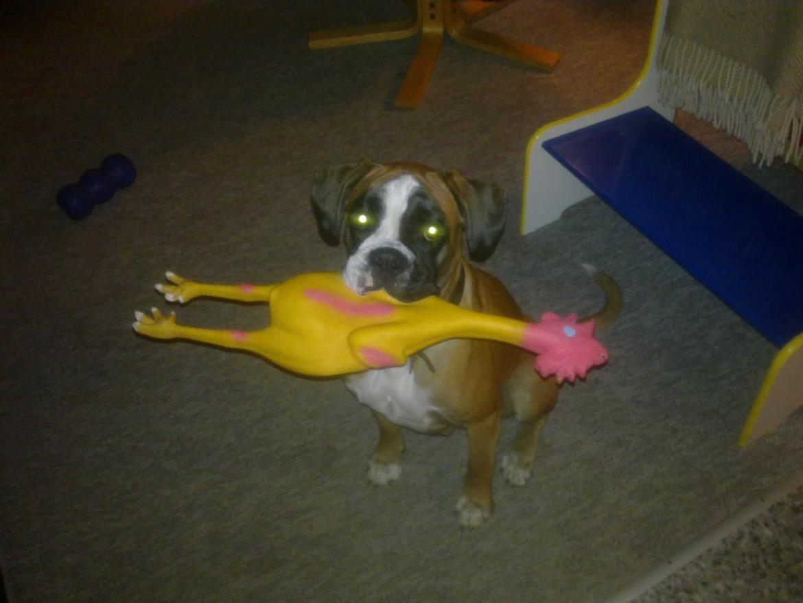 Boxer Boxon Engel (Bessie) - Yndlings kylling billede 5