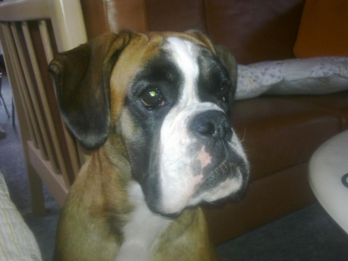 Boxer Boxon Engel (Bessie) billede 6