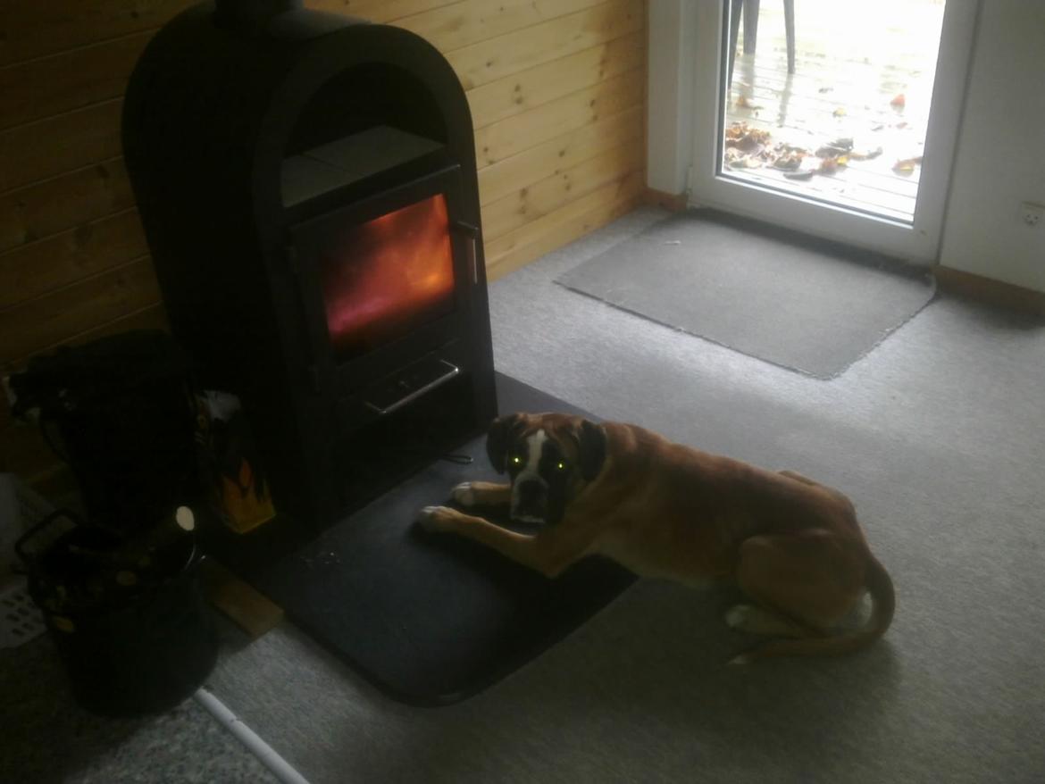 Boxer Boxon Engel (Bessie) - Der er ikke noget bedre end at varme sig ved brandeovnen billede 7