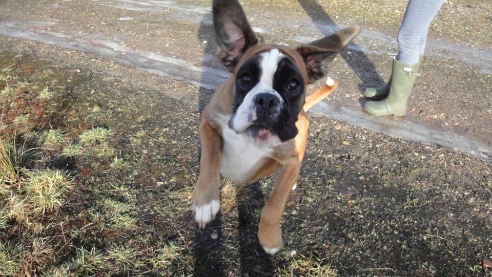 Boxer Boxon Engel (Bessie) billede 8